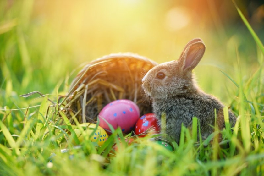 Ostern-Eier-Hase-Korb.jpg